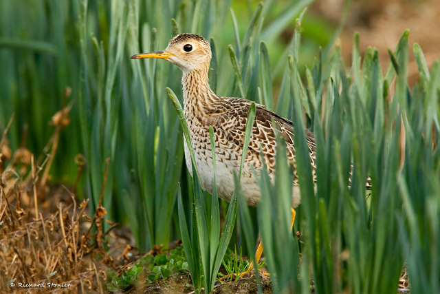 Upland Sandpiper
