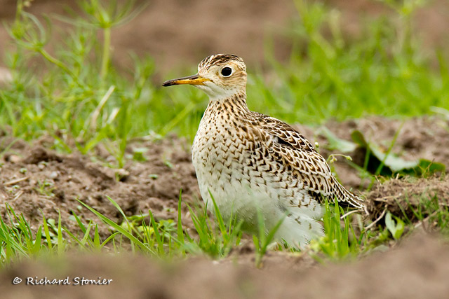 Upland Sandpiper