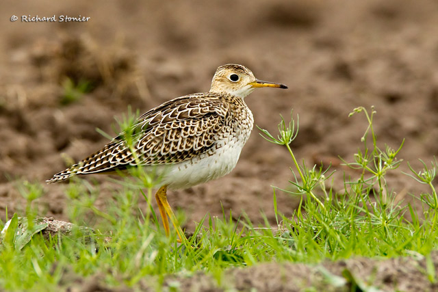 Upland Sandpiper