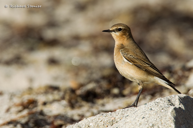 Wheatear