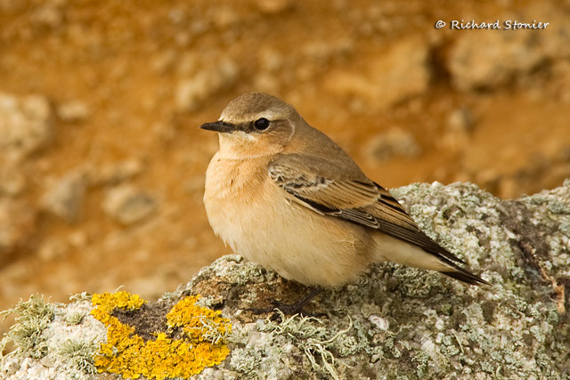 Wheatear