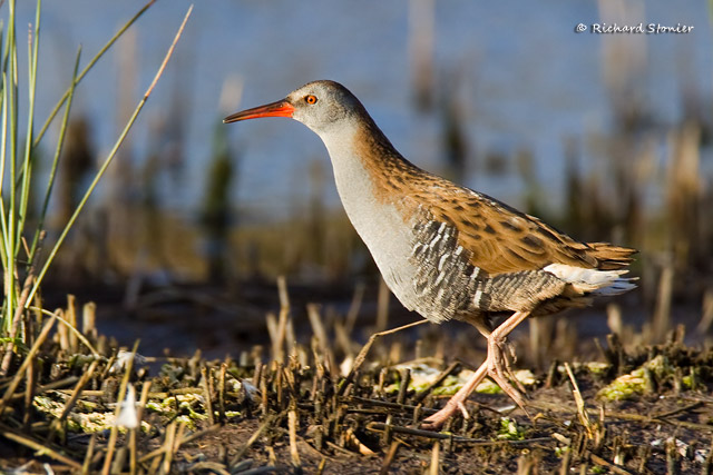 Water Rail