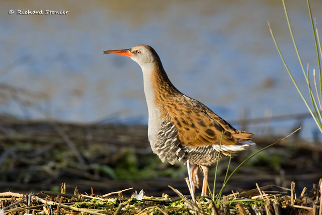 Water Rail