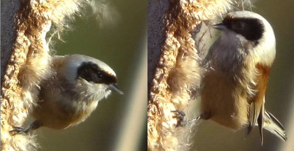 Penduline Tit