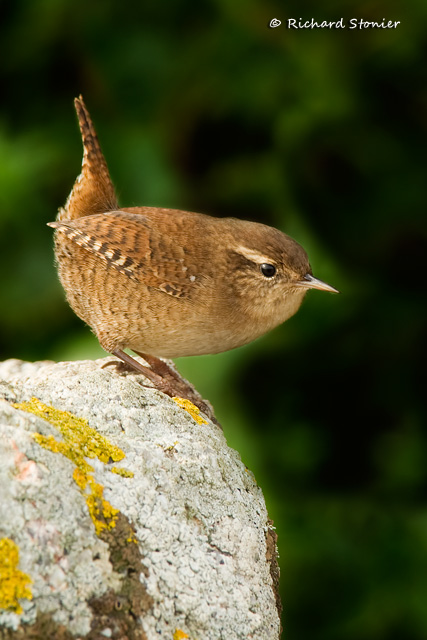 Wren
