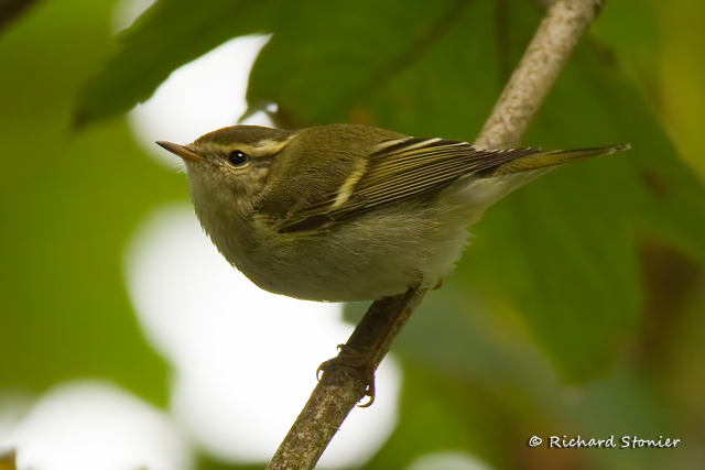 Yellow-browed Warbler