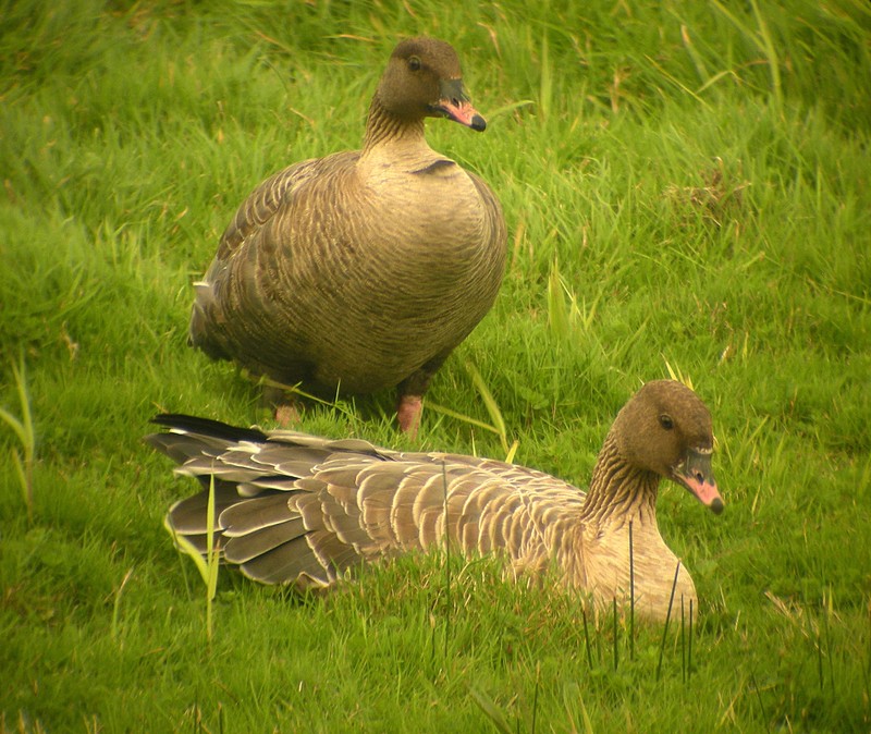 Pink-footed Goose