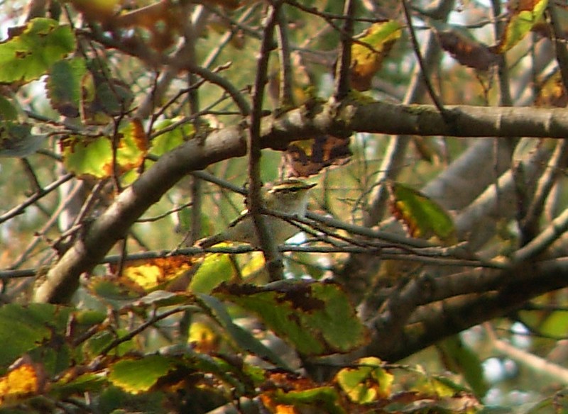 Pallas's Warbler