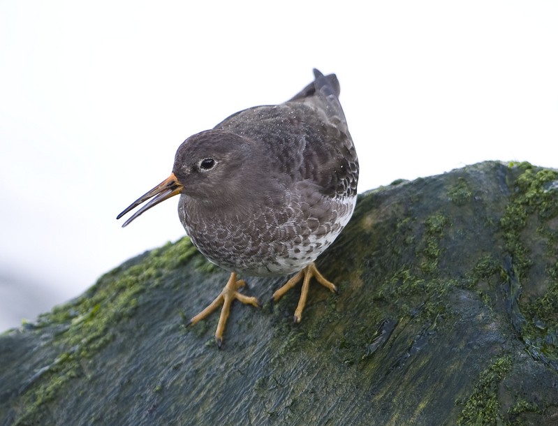Purple Sandpiper