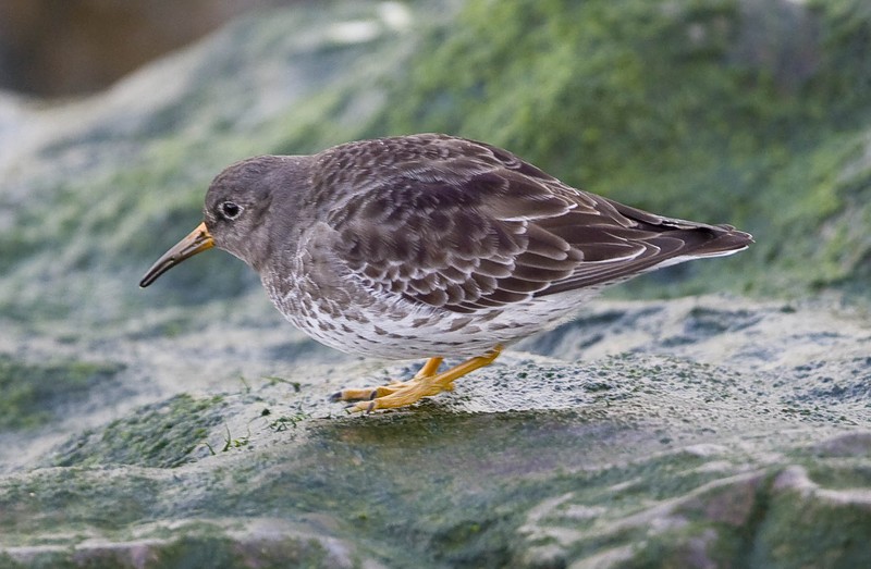 Purple Sandpiper