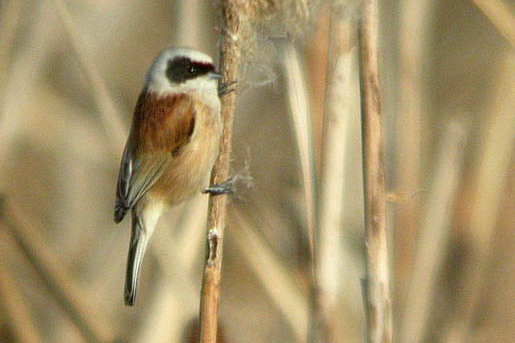 Penduline Tit