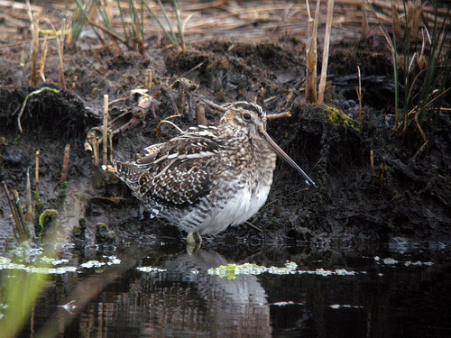 Wilson's Snipe
