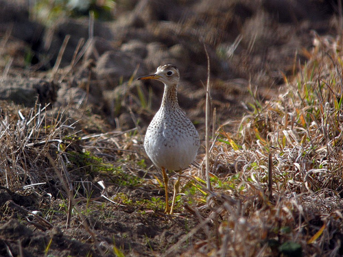 Upland Sandpiper