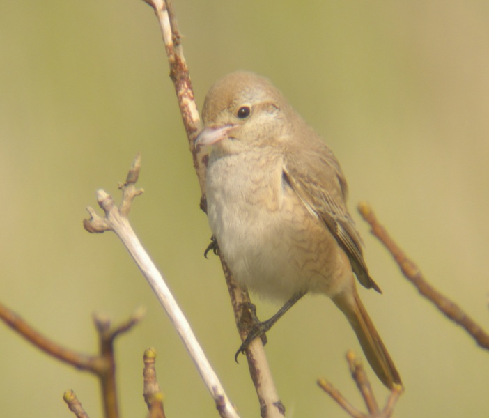 Daurian Shrike