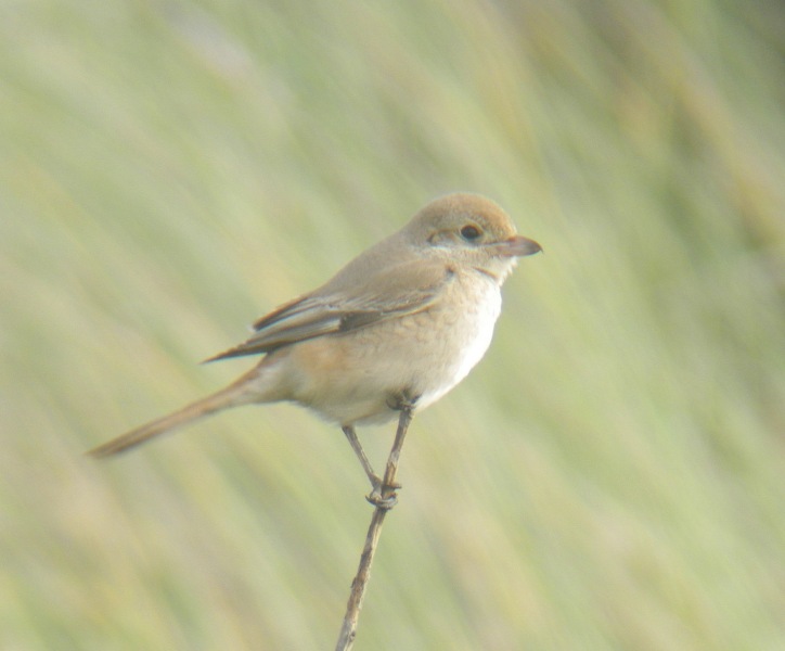 Daurian Shrike