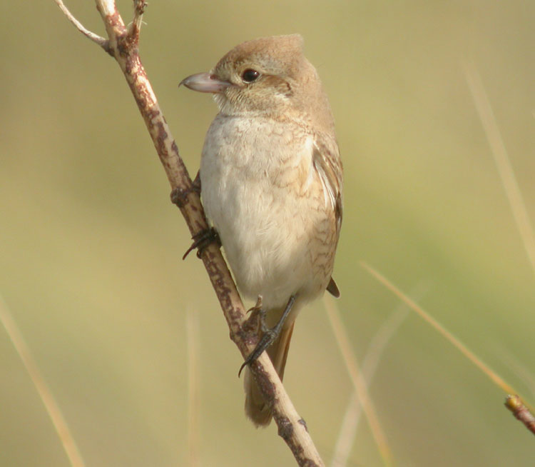 Daurian Shrike