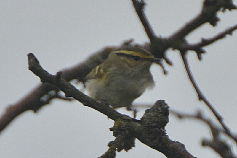 Pallas's Warbler