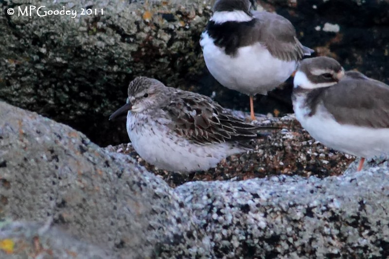 White-rumped Sandpiper
