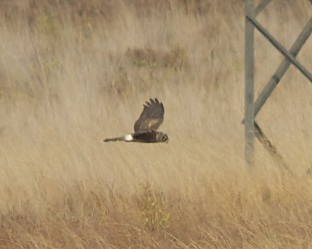 Hen Harrier