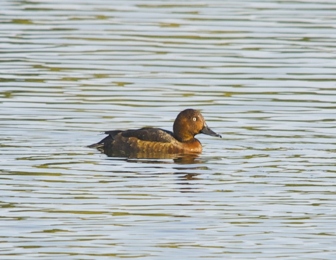 Ferruginous Duck