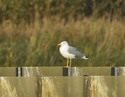 Yellow-legged Gull