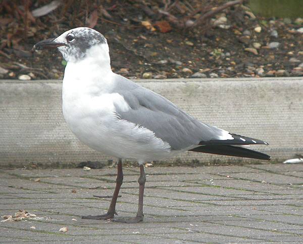 Laughing Gull