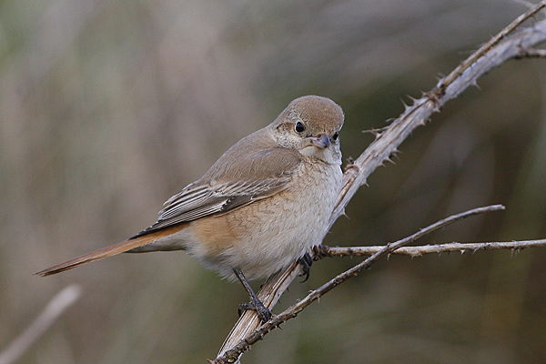Daurian Shrike