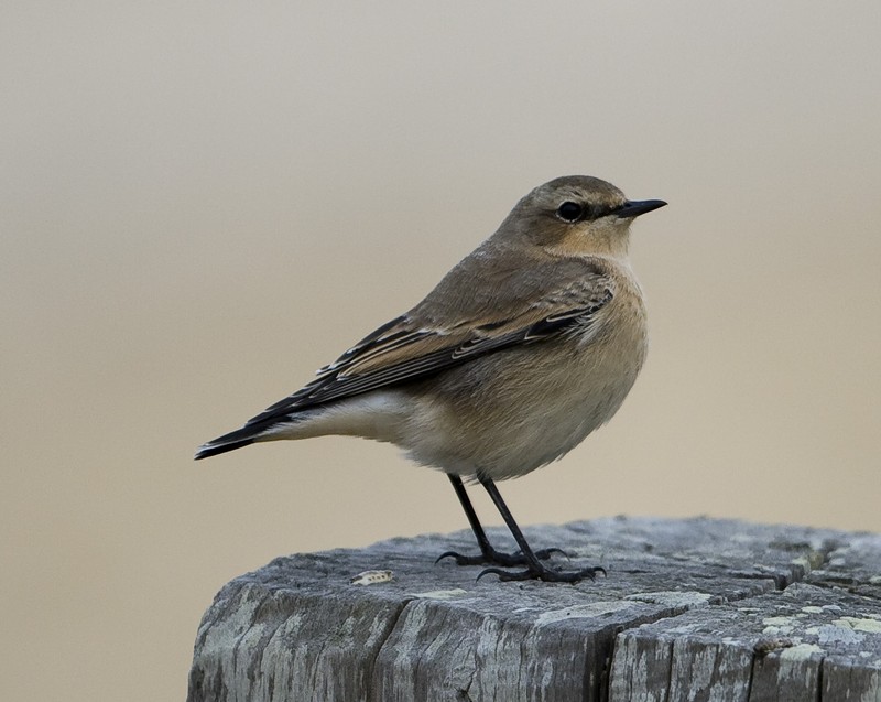 Wheatear