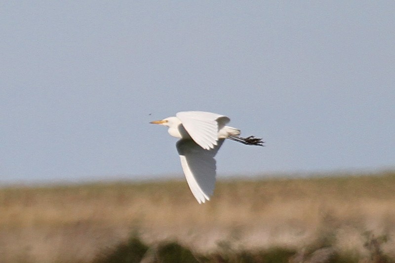 Cattle Egret