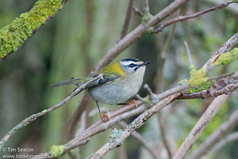 Firecrest
