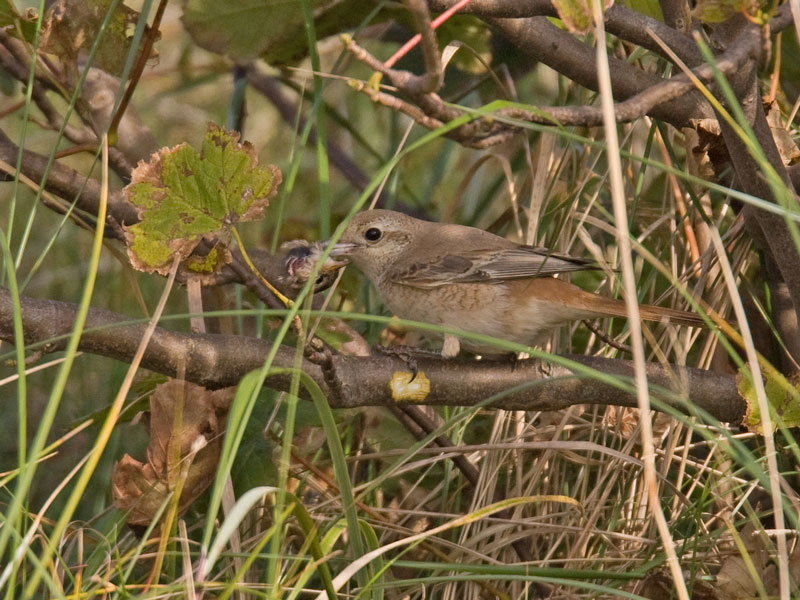 Daurian Shrike