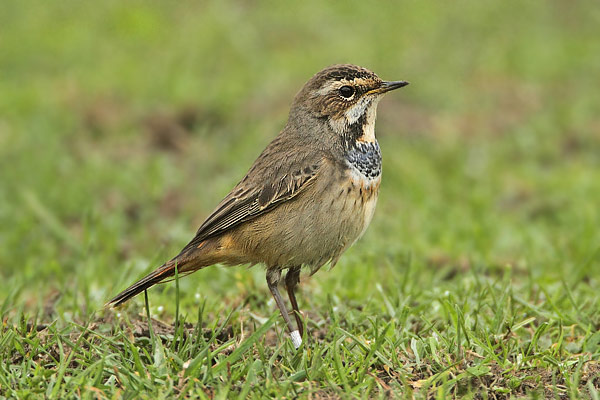 Bluethroat