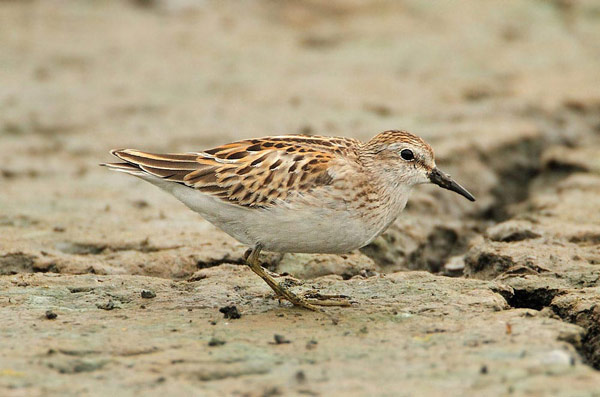 Least Sandpiper