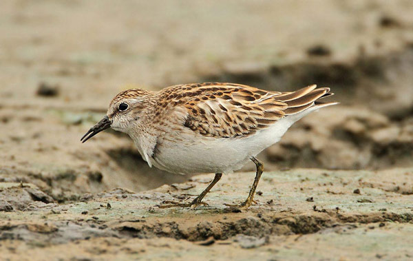 Least Sandpiper