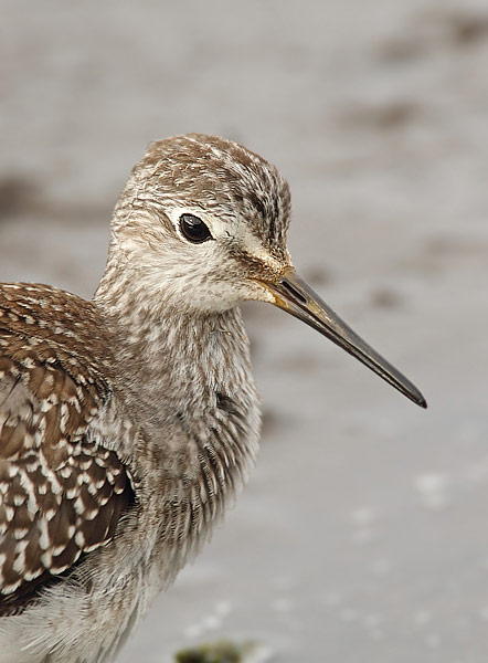 Lesser Yellowlegs