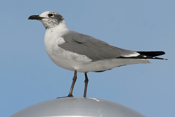 Laughing Gull