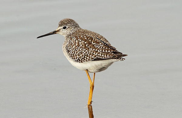 Lesser Yellowlegs