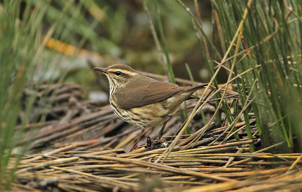 Northern Waterthrush