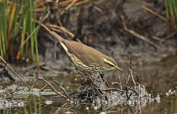 Northern Waterthrush