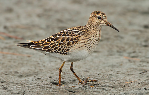 Pectoral Sandpiper