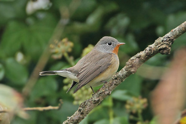 Red-breasted Flycatcher