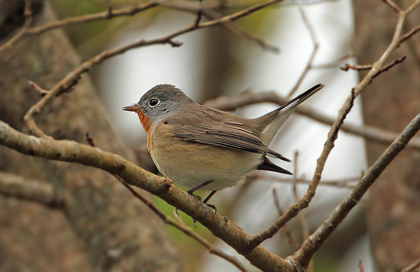 Red-breasted Flycatcher