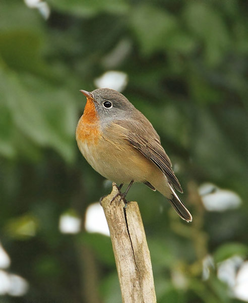 Red-breasted Flycatcher