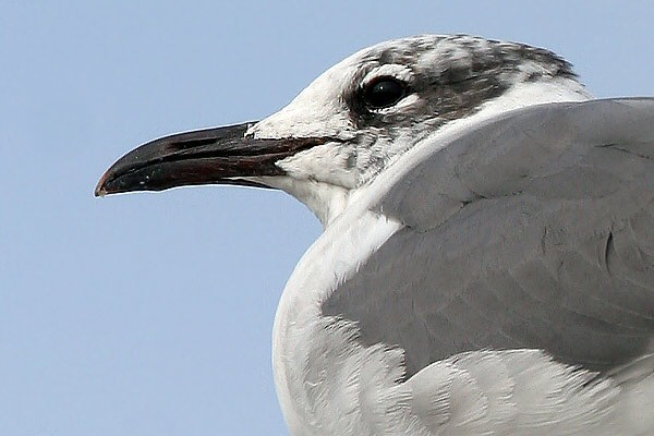 Laughing Gull