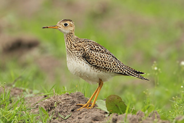 Upland Sandpiper