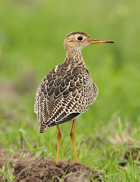 Upland Sandpiper
