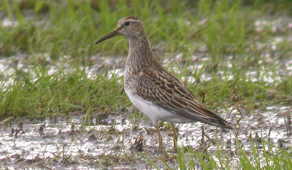 Pectoral Sandpiper