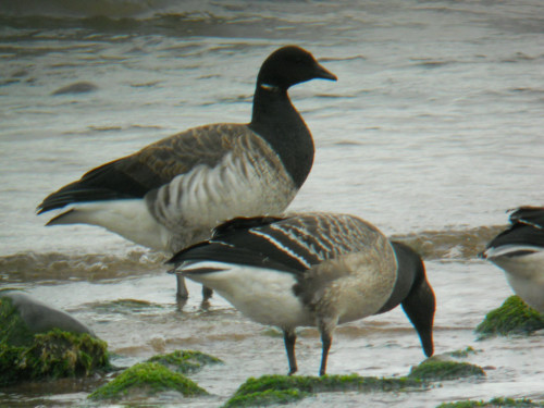Pale-bellied Brent Goose