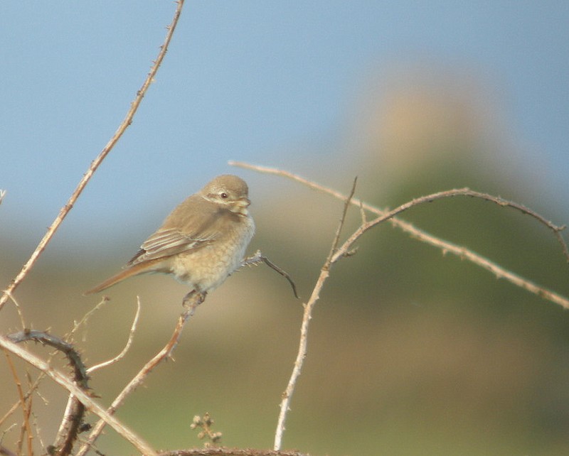 Isabelline Shrike
