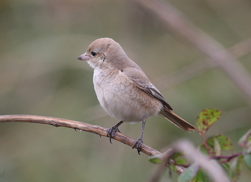 Daurian Shrike